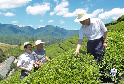 茶叶生产与加工